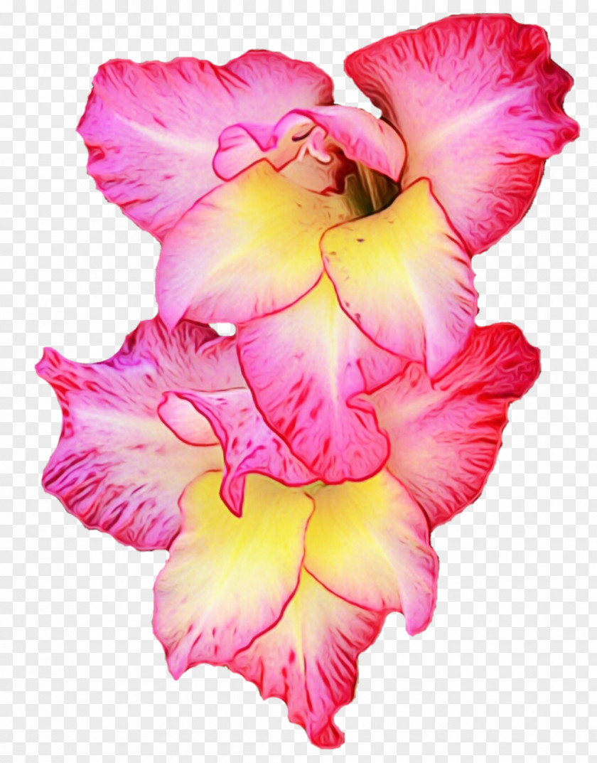 Iris Family Flower Flowering Plant Petal Pink PNG
