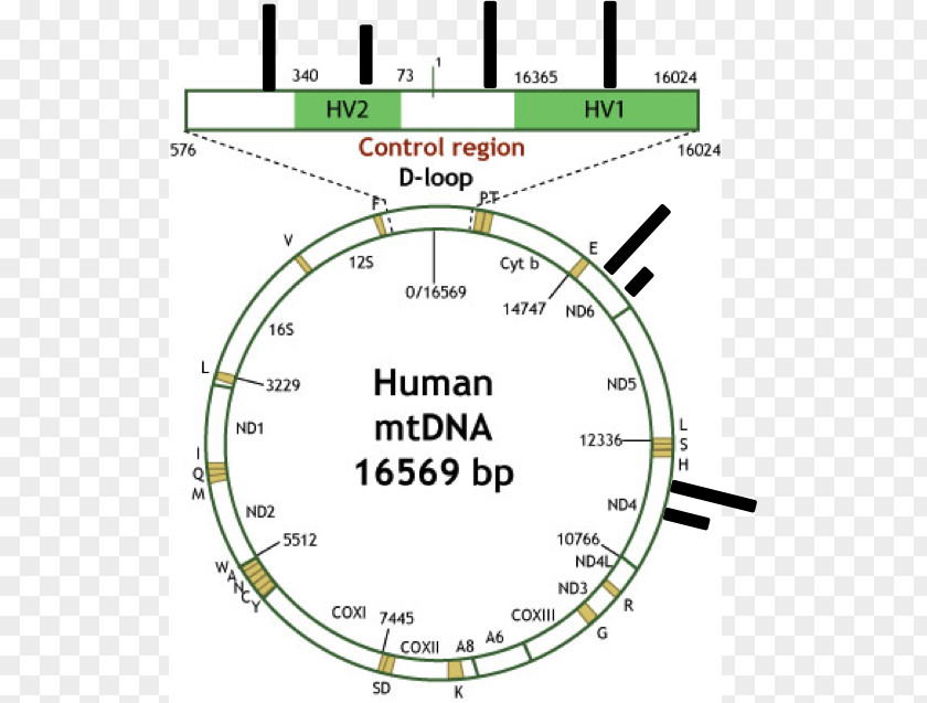 Line D-loop Point Mitochondrial DNA Angle PNG