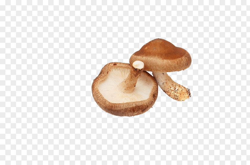 Mushroom Pictures Lingzhi Shiitake Chinese Cuisine Vegetable PNG