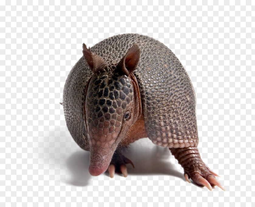 Pink Fairy Armadillo Nine-banded Six-banded Burrow PNG