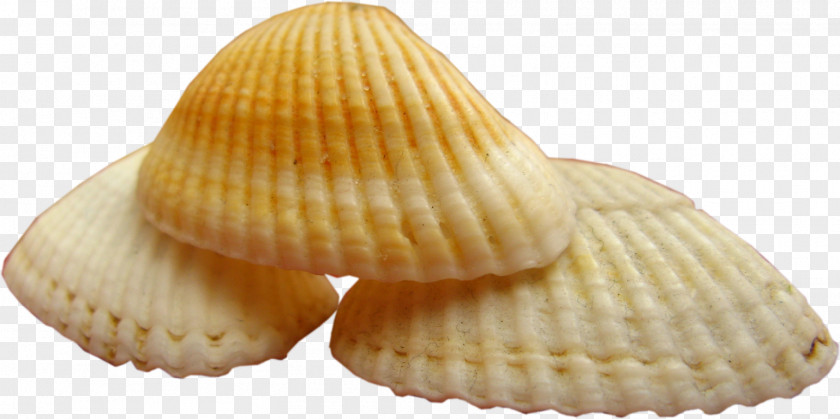 Seashell Cockle Clam Mussel Mollusc Shell PNG