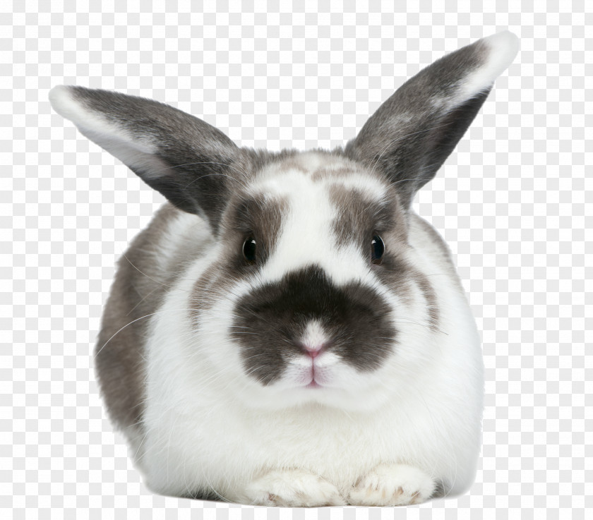 Bunny Hare Domestic Rabbit European Cross Stitch Patterns PNG