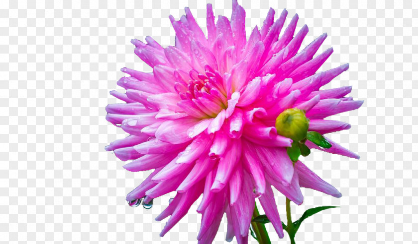 Flower Dahlia Cut Flowers Zinnia Elegans Artificial PNG