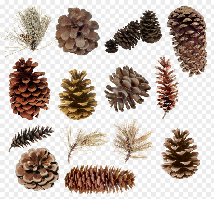 Pine Cone Material Conifer Spruce Cedar Juniper PNG