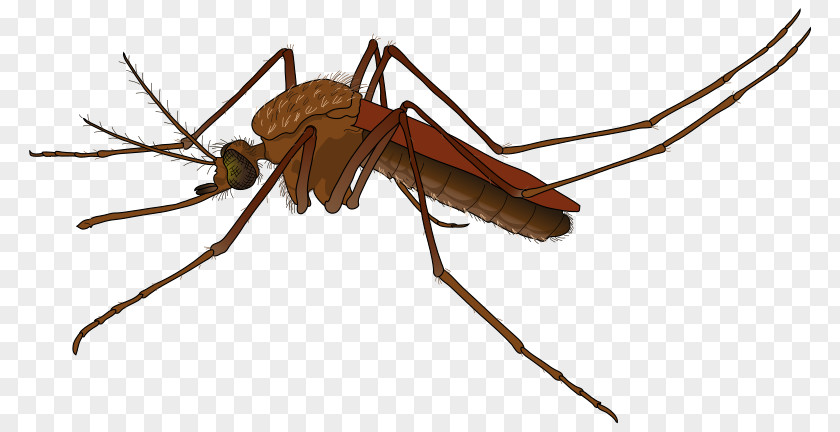 Realistic Cliparts Flying Mosquitoes Pixel PNG