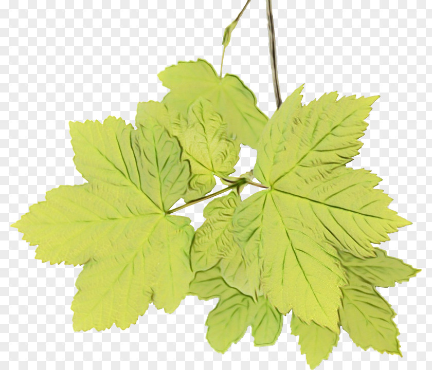 Silver Maple Lovage Watercolor Flower Background PNG
