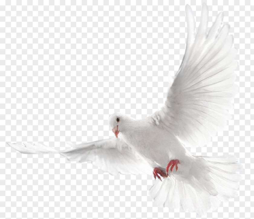 Bird Ring Columbidae Doves As Symbols Holy Spirit Domestic Pigeon PNG