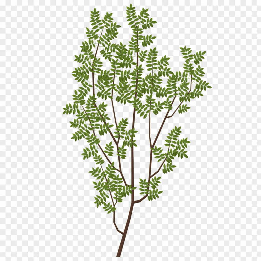 Foliage Branch Tree Leaf Texture Mapping PNG