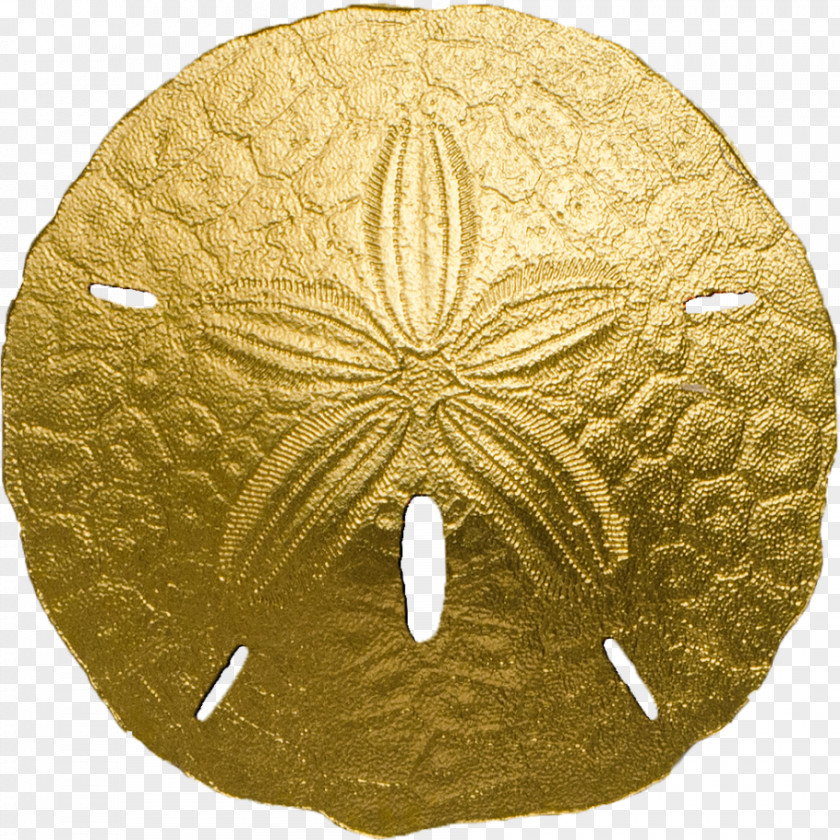 Sand Sea Urchin Dollar Gold Coin PNG