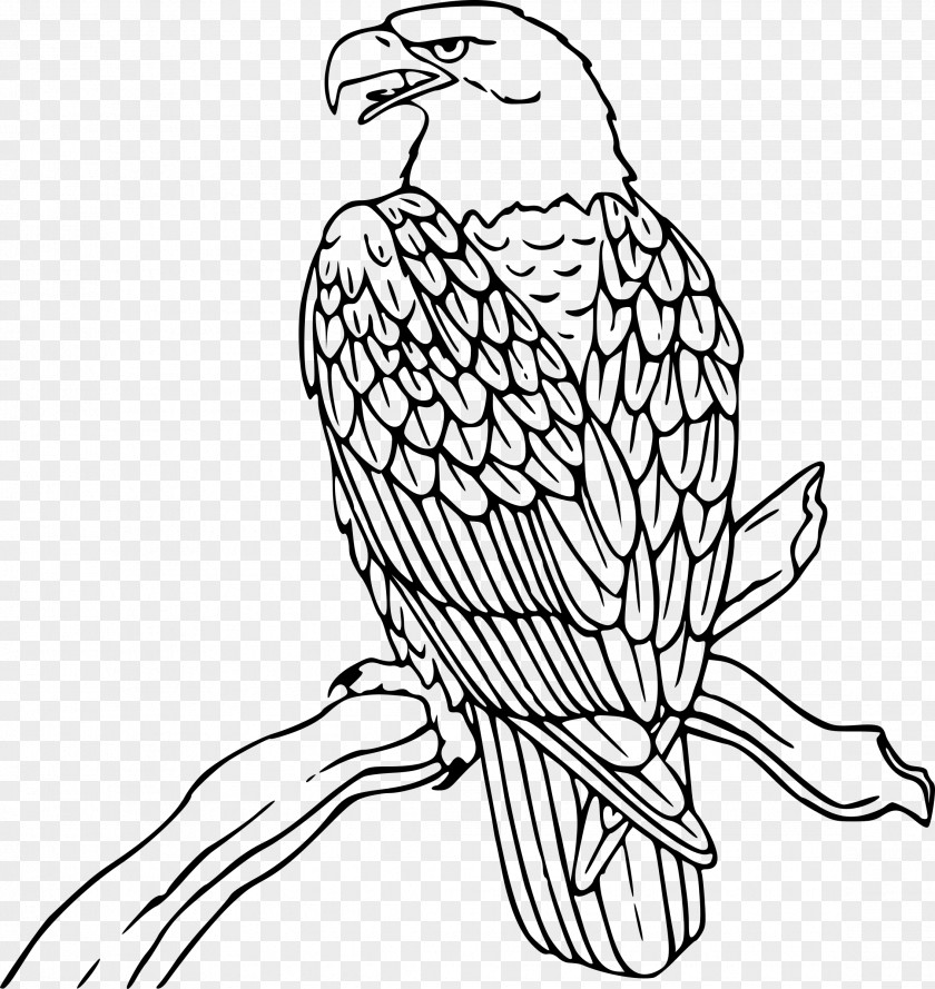Eagle Bald Coloring Book Bird Harpy PNG