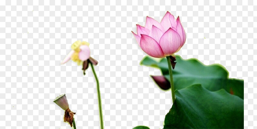 Lotus Leaf Nelumbo Nucifera Water Lilies Effect Root PNG