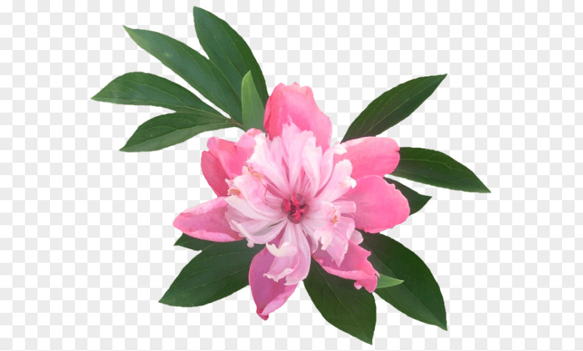 Peony Azalea PNG