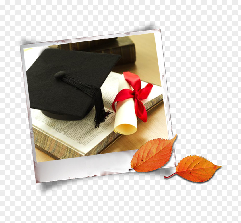 Bachelor Cap Picture Leaves Decoration Pattern Graduation Ceremony Estudante PNG