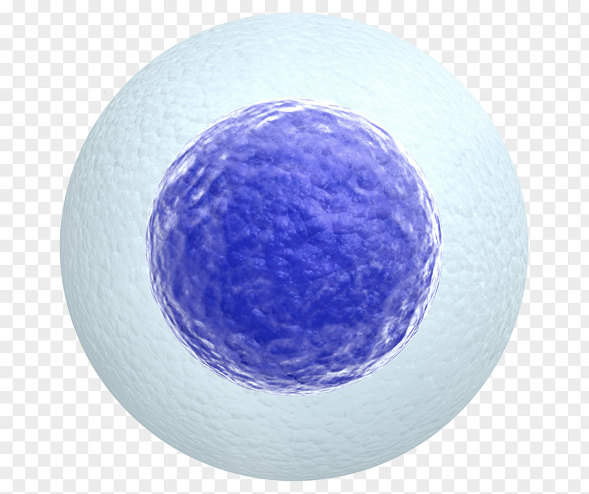 Cell Egg Donation Stock Photography Zygote PNG