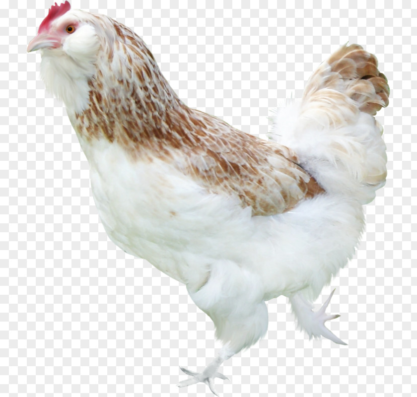 Chicken Poultry Smiley Rooster PNG
