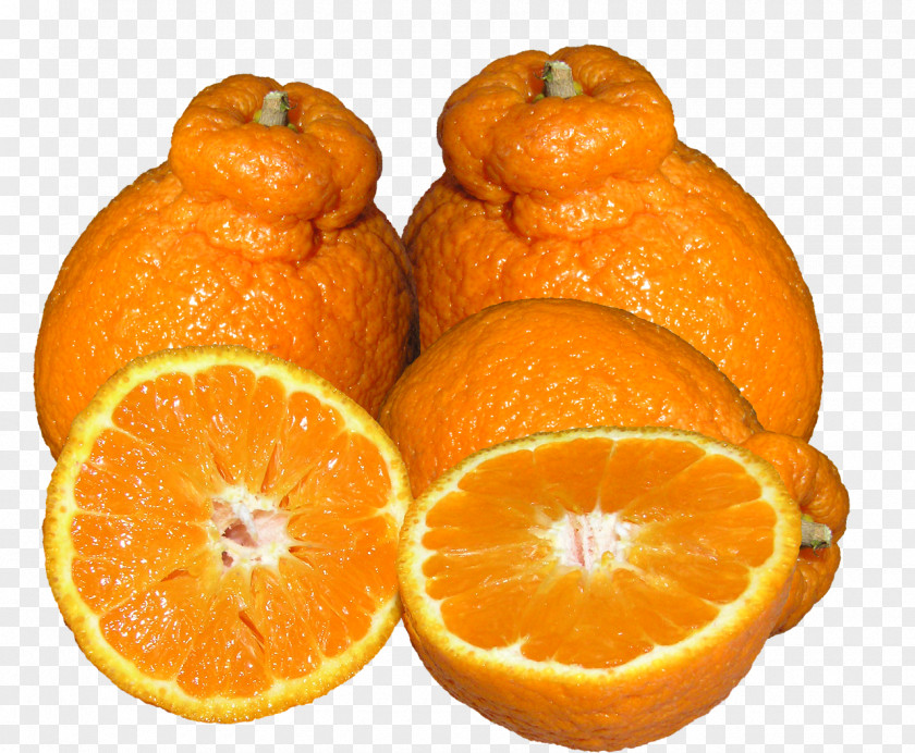 Citrus Mandarin Orange Tangerine Tangelo Rangpur Clementine PNG