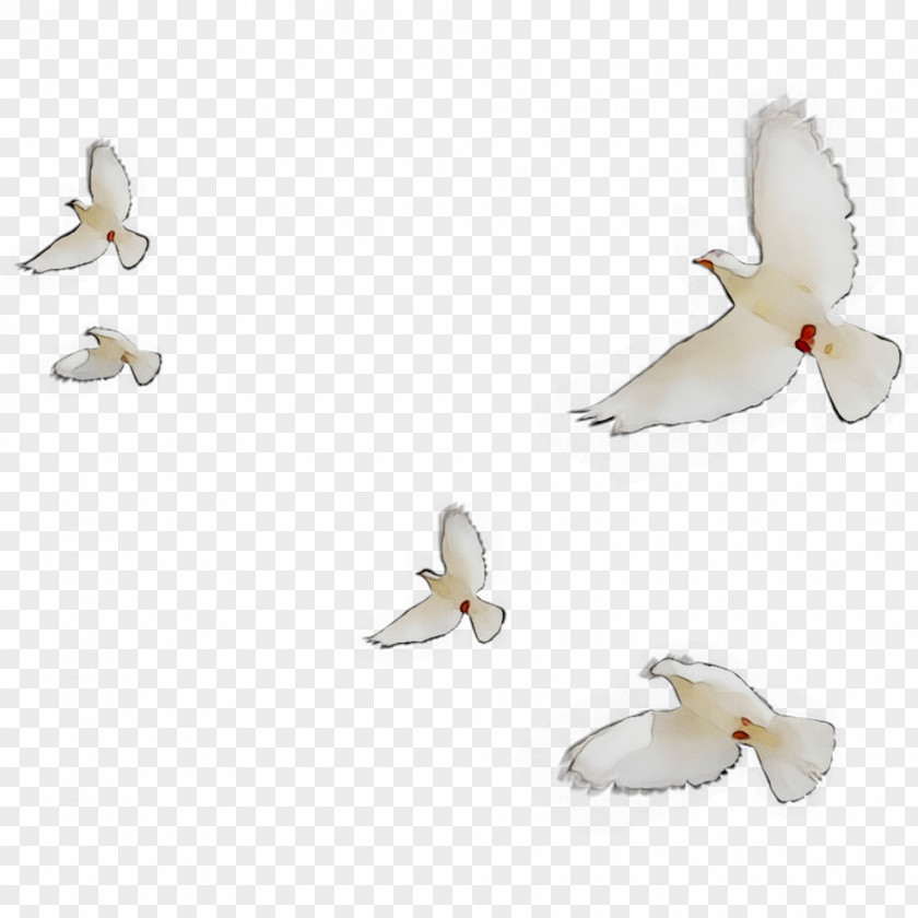 Cygnini Beak Goose Duck Water Bird PNG