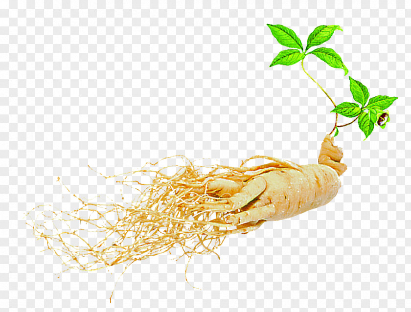 Free Dig Ginseng Herbal Material Download Asian American Dietary Supplement Seed Extract PNG