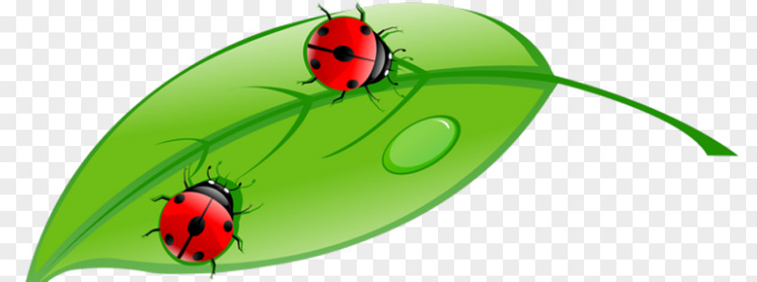 Ladybug Stock Illustration Royalty-free PNG
