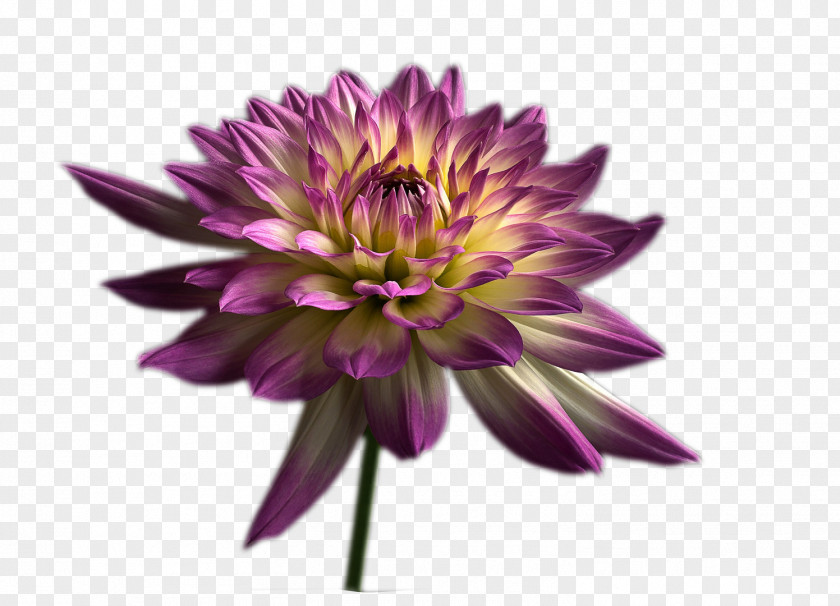 Purple Chrysanthemums Chrysanthemum Violet Computer File PNG