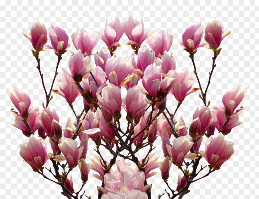 Anemone Flower Clip Art Image Southern Magnolia Stock.xchng PNG