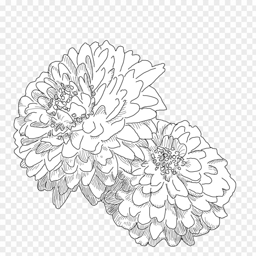 Camomille Roman Chamomile Petal Cut Flowers Canopy Doily PNG