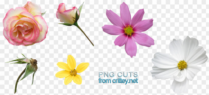 Cosmos Clip Art Image Floral Design Download PNG