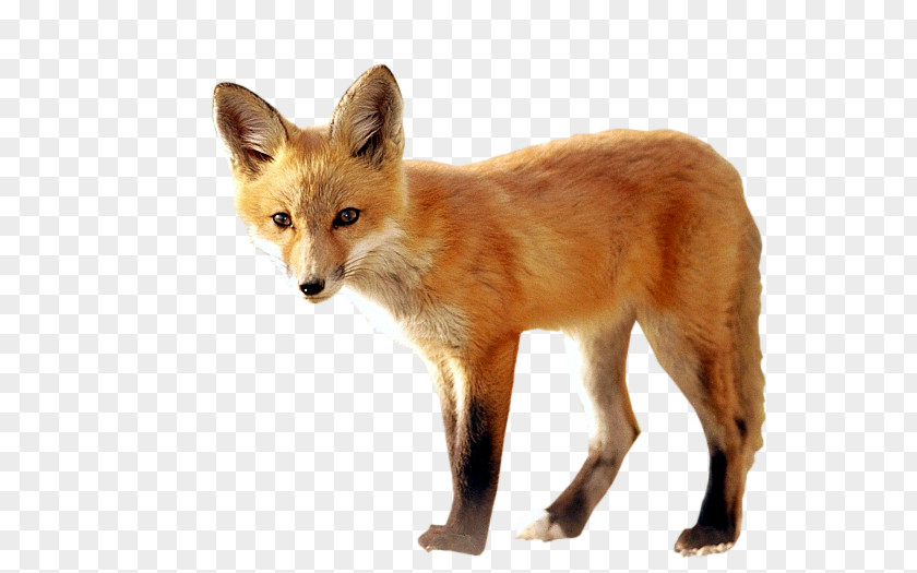 Fox Red Kit Dhole PNG