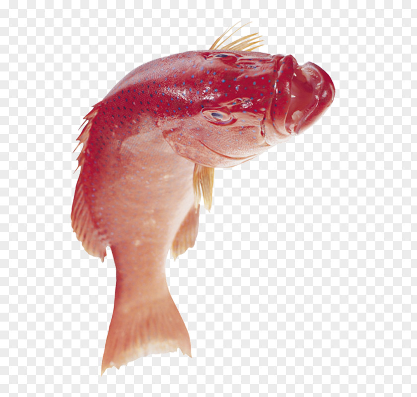 Fresh Head Fish Picture PNG