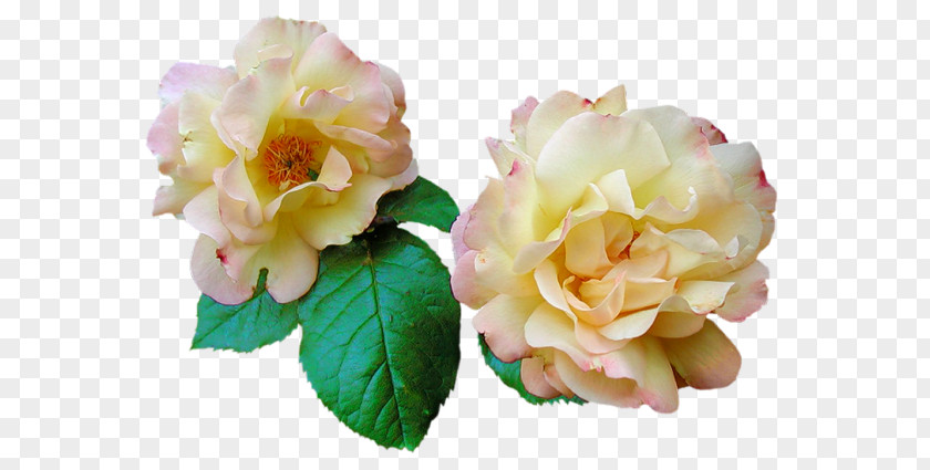 Garden Roses Design Image Flower PNG