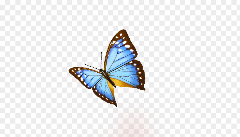 Blue Butterfly Download Icon PNG