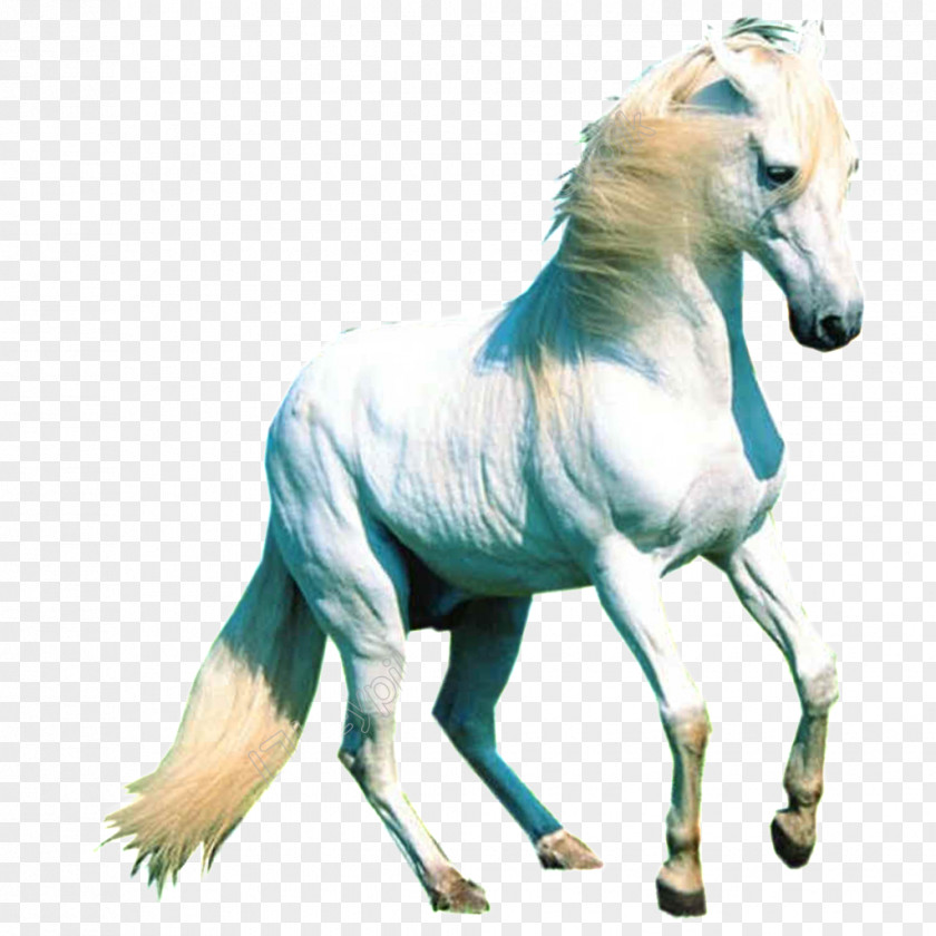 Caballo De Carrusel Arabian Horse Desktop Wallpaper Pony White Stallion PNG