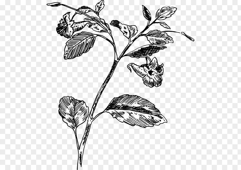Plant Twig Botany Flower Leaf PNG