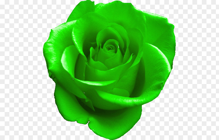 Rose GIF Green Clip Art Image PNG