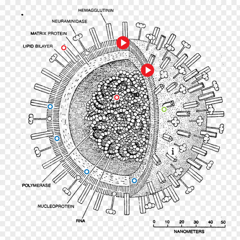 Virus Amplifying Mycoplasma Swine Influenza A Subtype H1N1 Pandemic PNG