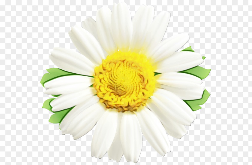 Chamomile Cut Flowers Flower Flowering Plant White Petal Barberton Daisy PNG