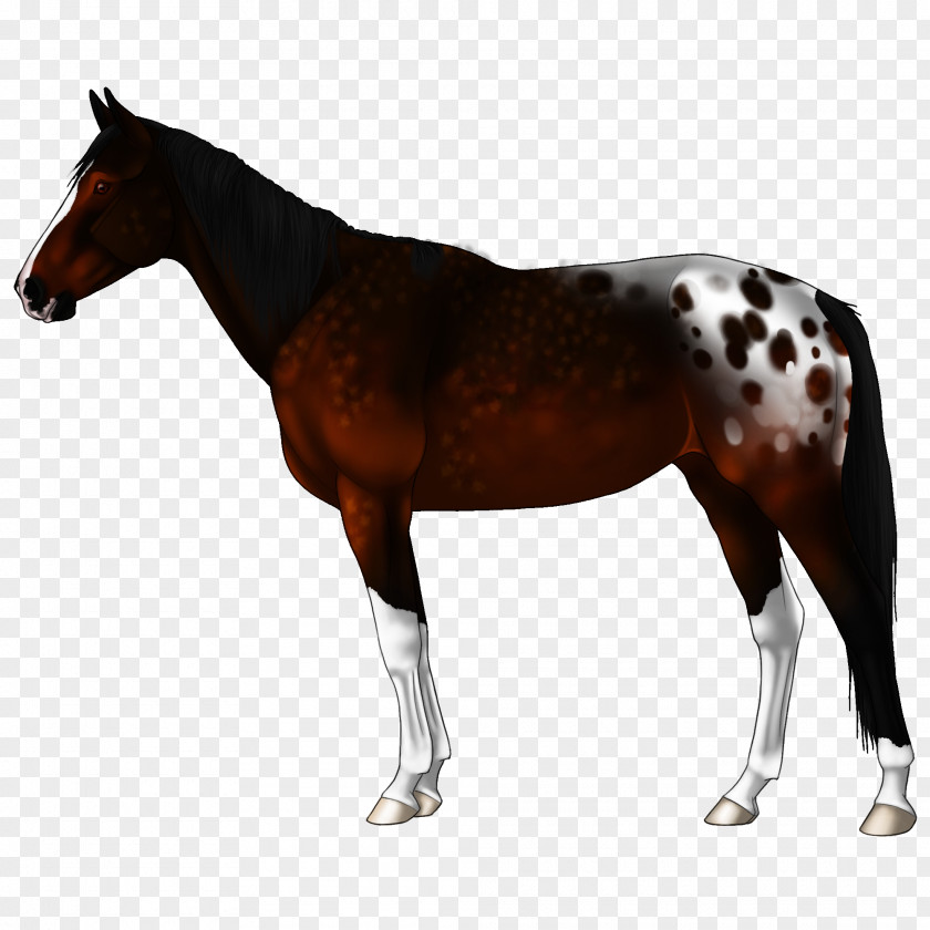 Coonhounds Badge Mule Akhal-Teke Appaloosa Stallion Image PNG