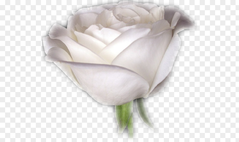 Flower Garden Roses Centifolia Cut Flowers White PNG