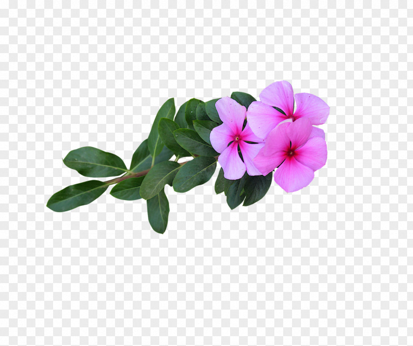 Flower Petal Photograph Image PNG