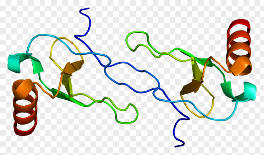 Hum CCL4 CC Chemokine Receptors Wikipedia Macrophage Inflammatory Protein PNG