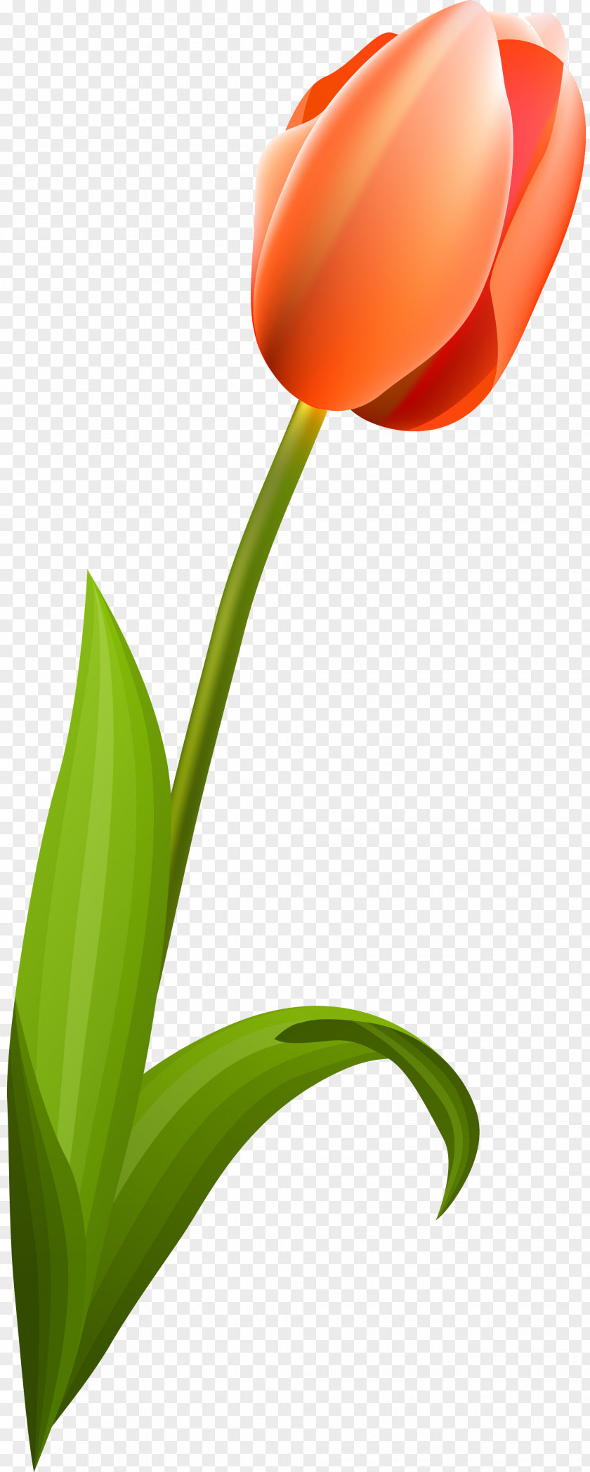 Tulip Flowering Plant Liliaceae PNG