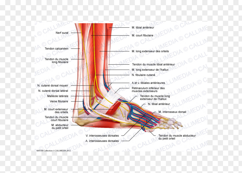 Veins Foot Muscle Peroneus Longus Anatomy Nerve PNG
