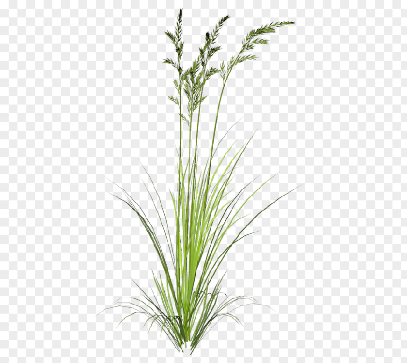 Flowering Grass Clip Art Indiangrass Image Sorghastrum PNG