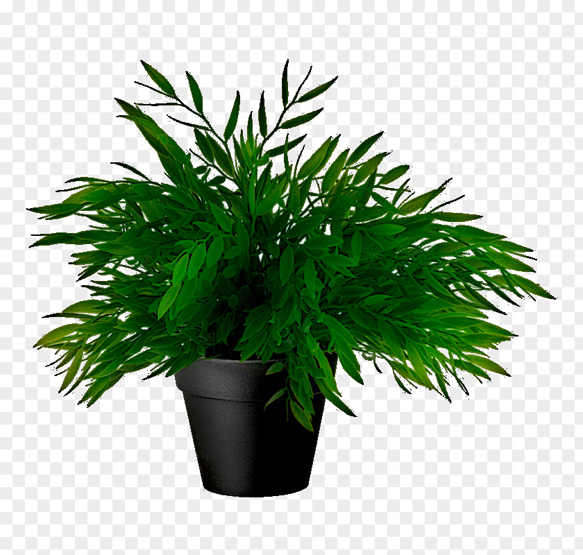 Plant Flowerpot Houseplant IKEA Fiddle-leaf Fig PNG