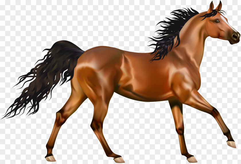 Transparent Brown Horse Clipart Arabian Pony Equestrianism Clip Art PNG