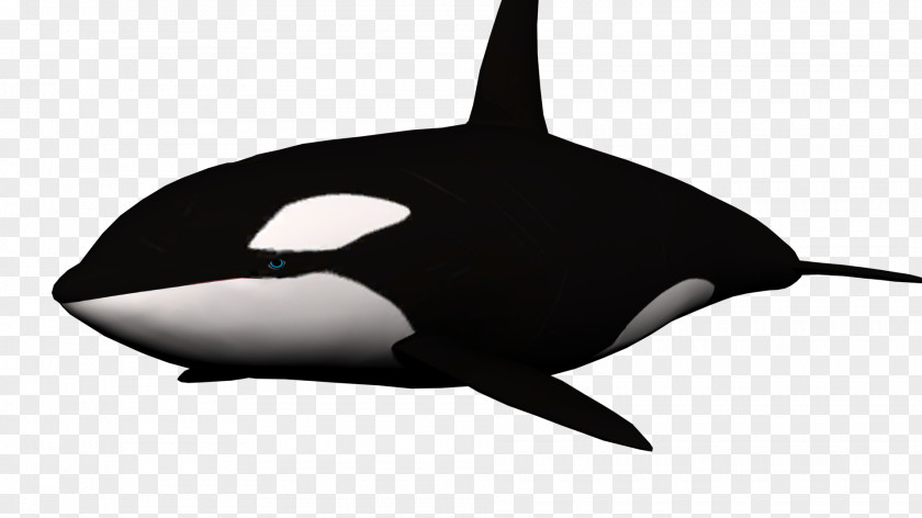Whale Killer Shark Clip Art PNG