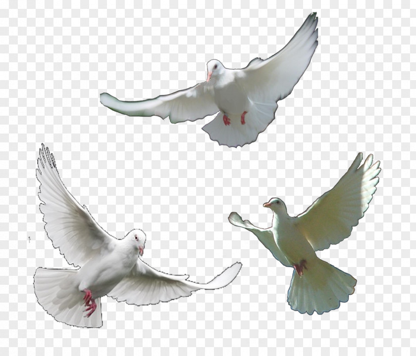 Wings Of A Dove Homing Pigeon Rock Columbidae PNG