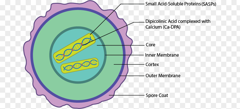 Bacteria Cell Circle Organism PNG