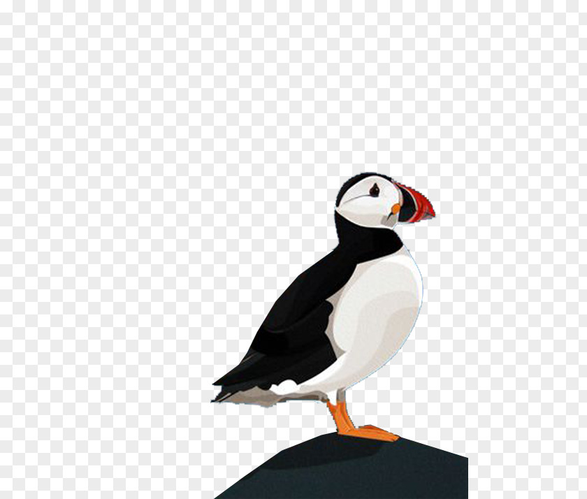 Black And White Parrot Puffin Bird Beak PNG