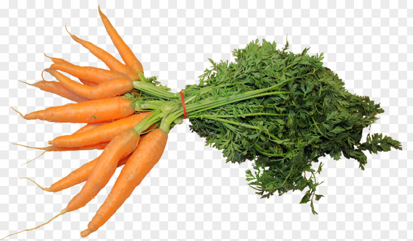 Carrot Vegetable Eating Food Celery PNG